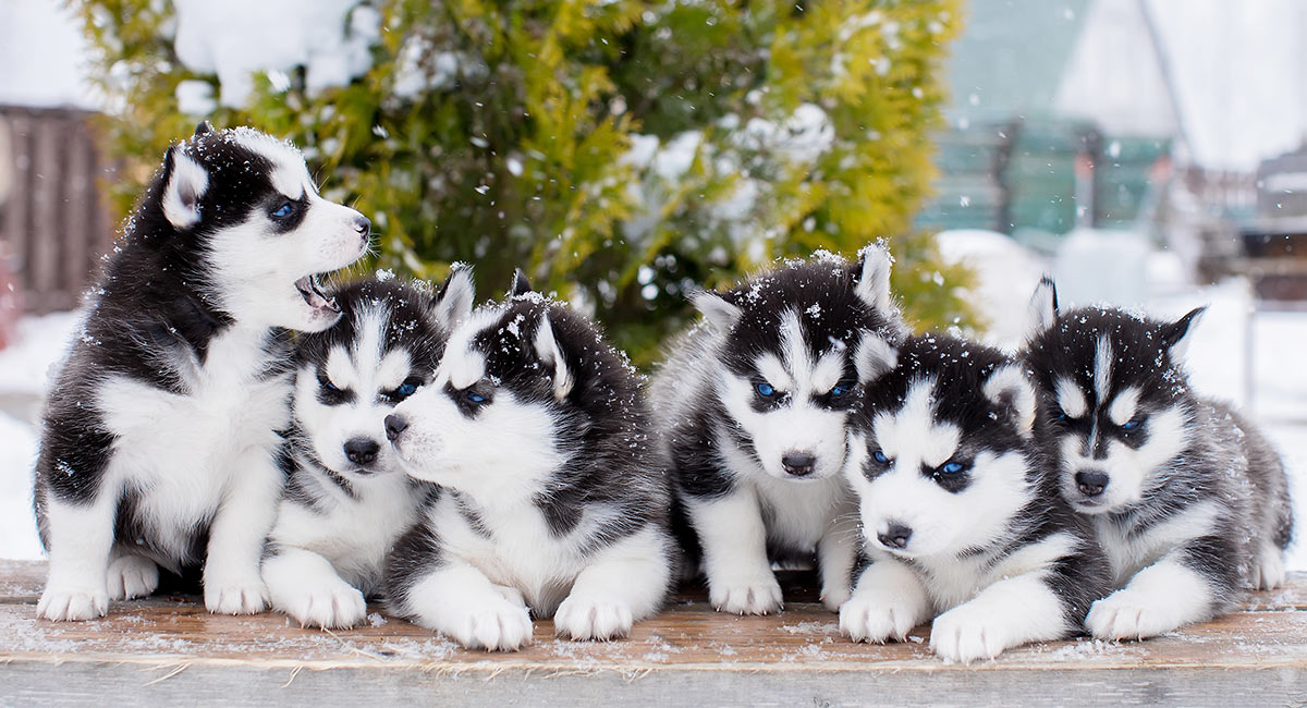 SIBERIAN HUSKY